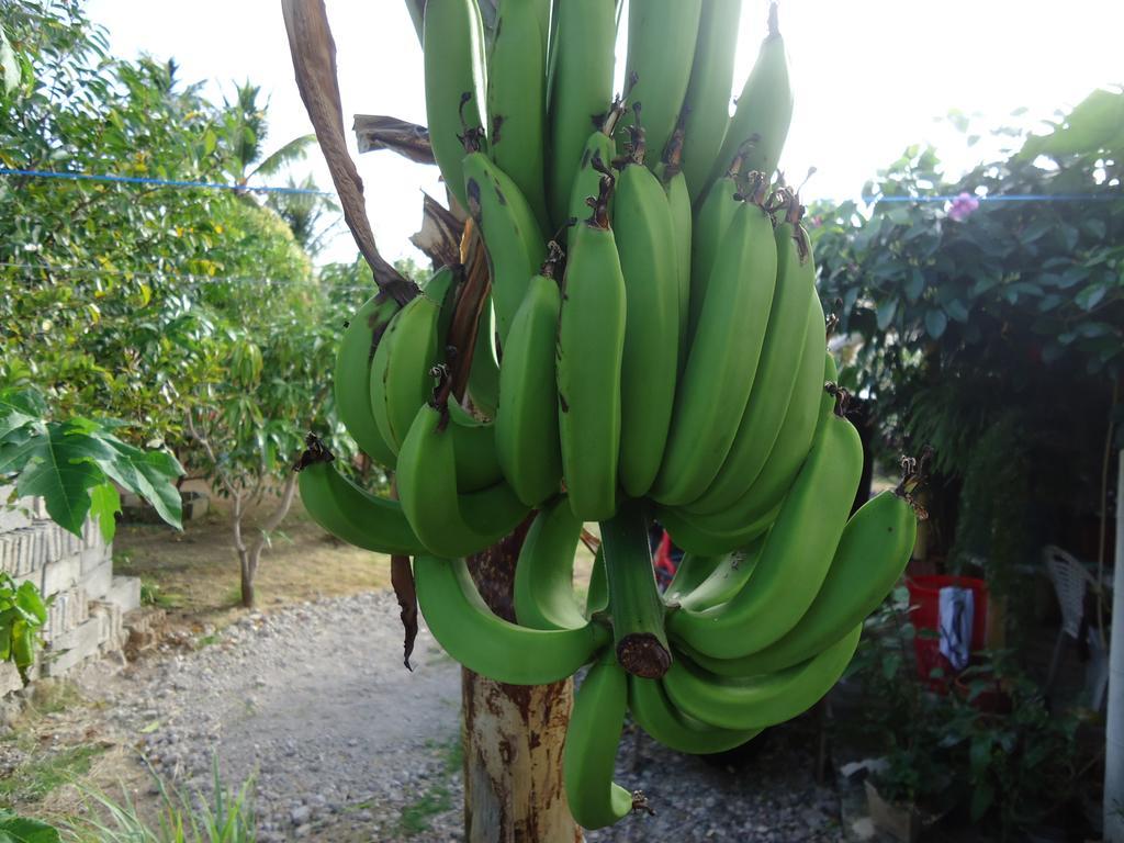 Posada Sunshine Paradise Providencia Island Exterior foto